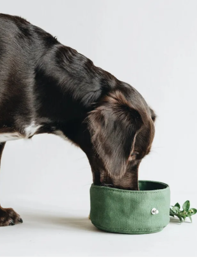 Collapsible Dog Bowl